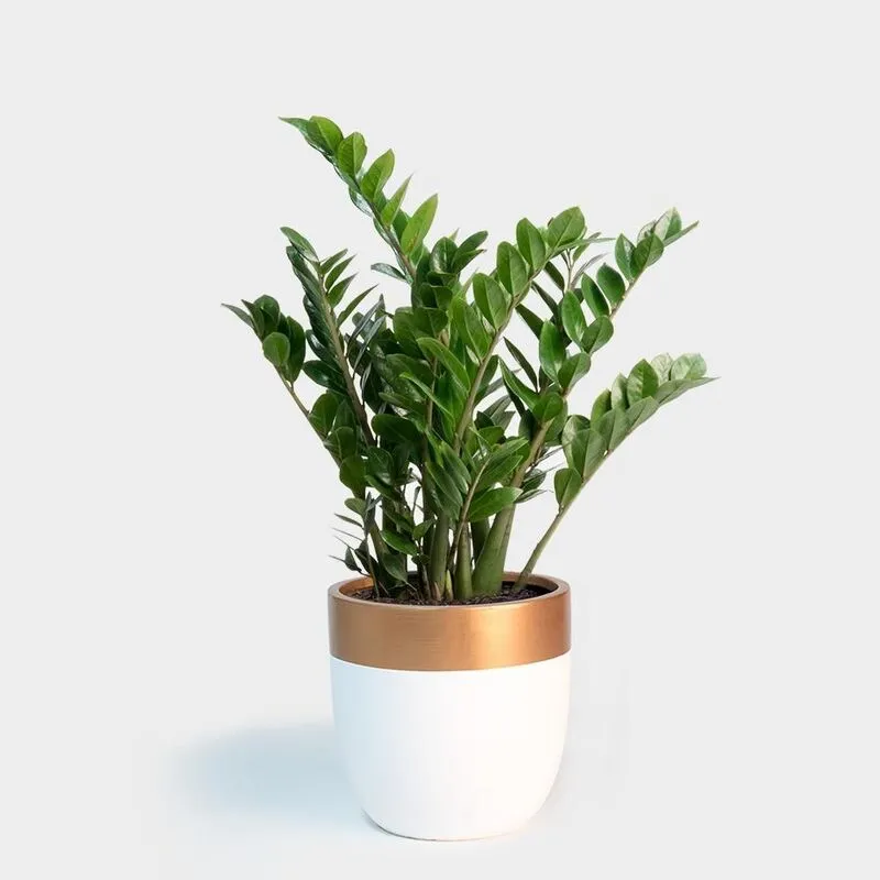 گل زاموفیلیا