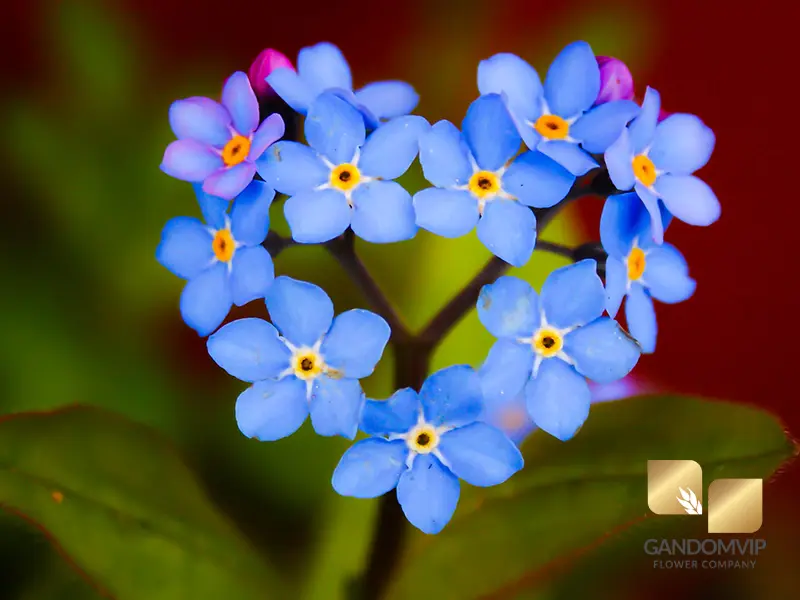 forget me not flower