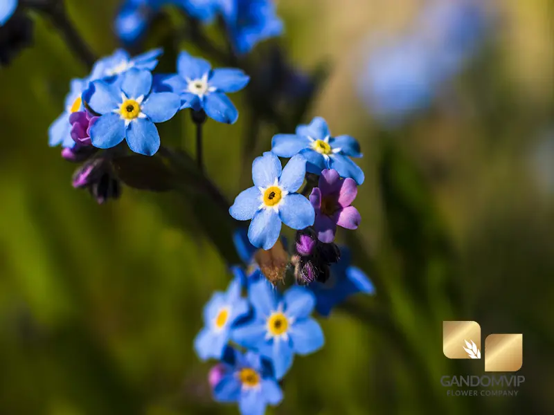 فراموشم نکن