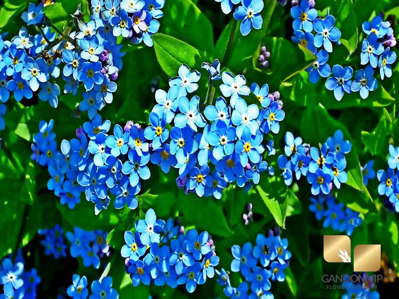 محل رشد گل از یادم مبر