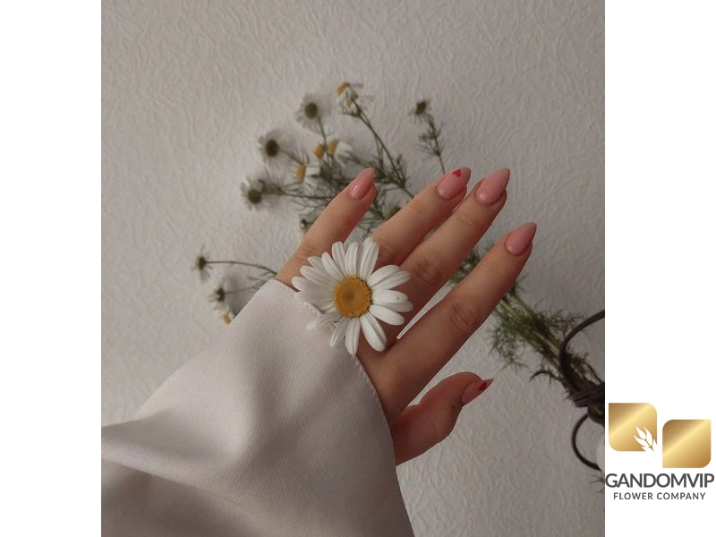 مشخصات فیزیکی و ظاهری گل بابونه