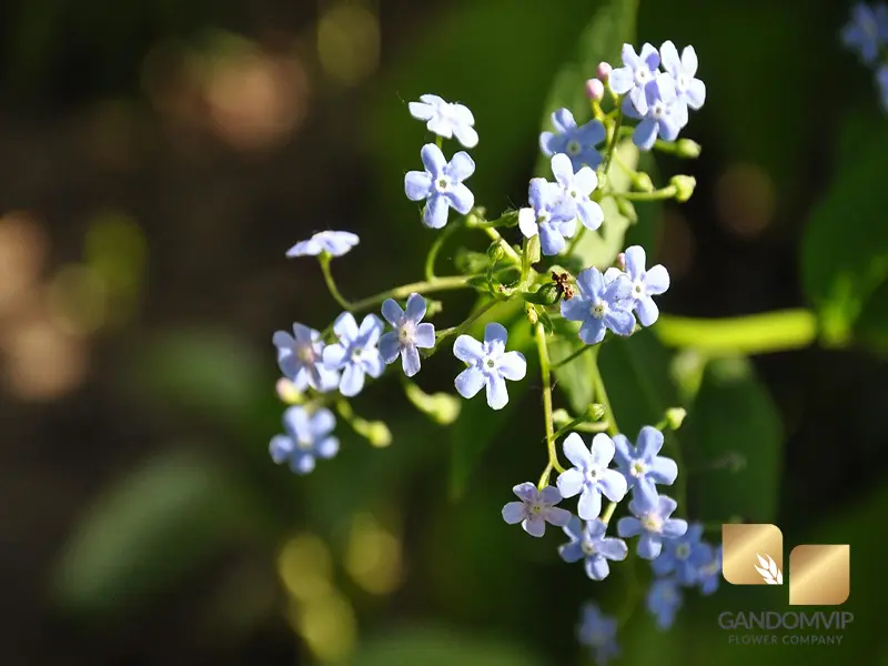 گل از یادم مبر سفید