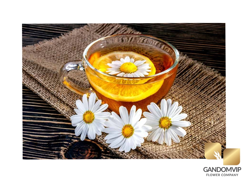 گل بابونه گیاهی