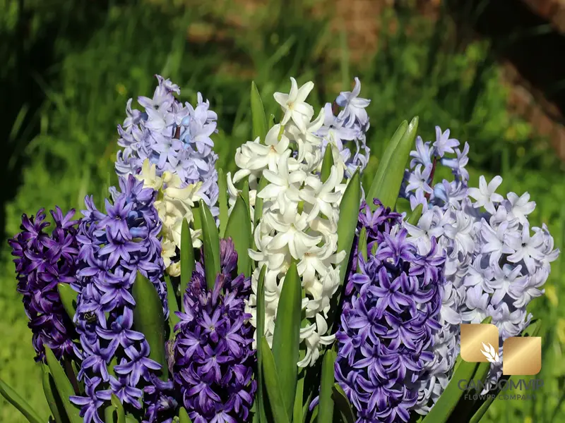  آیا سنبل آبی سمی است؟