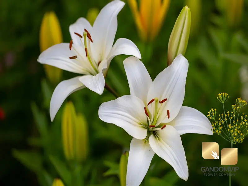 آیا گل لیلیوم سمی است؟