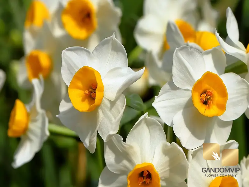 آیا گل نرگس سمی است؟