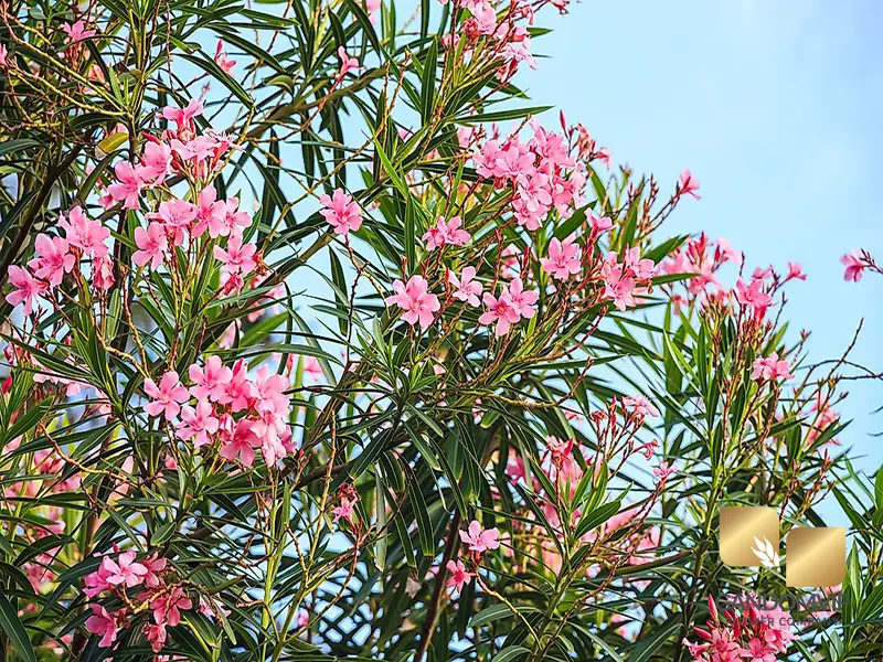 گل خر زهره سمی است