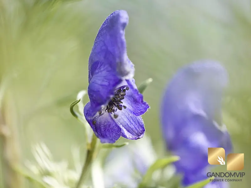 سمی ترین گل جهان