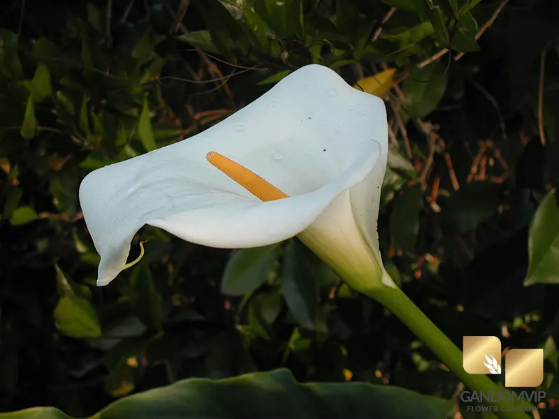  آیا شیپوری سمی است؟