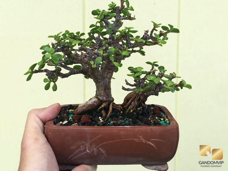 گیاهان رشد محدود - بونسای