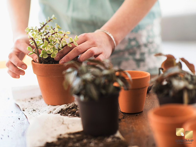 تاثیر تخلیه گلدان روی گل