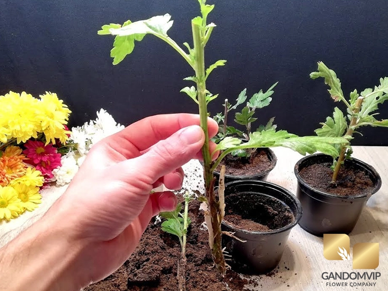 روش های مختاف تکثیر گل داوودی