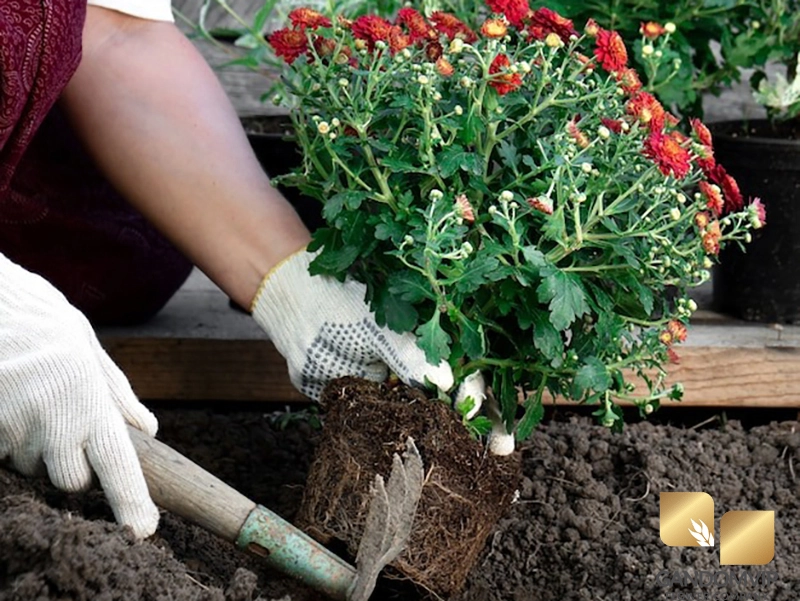 نگهداری و آبیاری گل داوودی در منزل