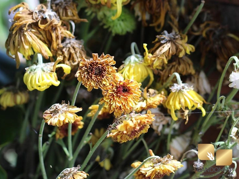 مضرات و آفات گل داوودی