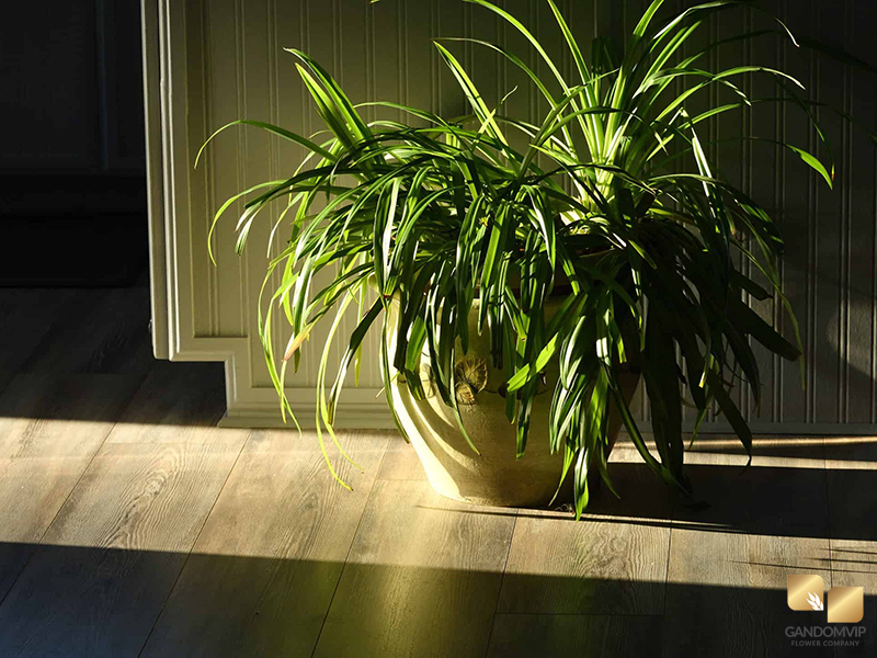 نور کافی برای گیاهان