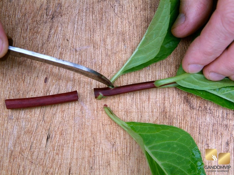 تغییرات گل پس از قلمه زدن