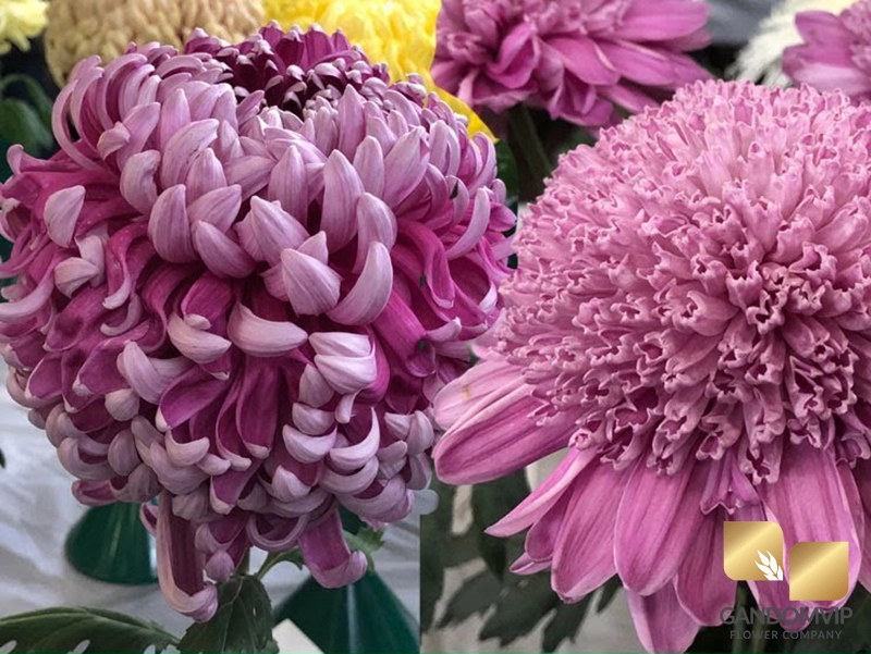 نماد رنگهای مختلف گل داوودی