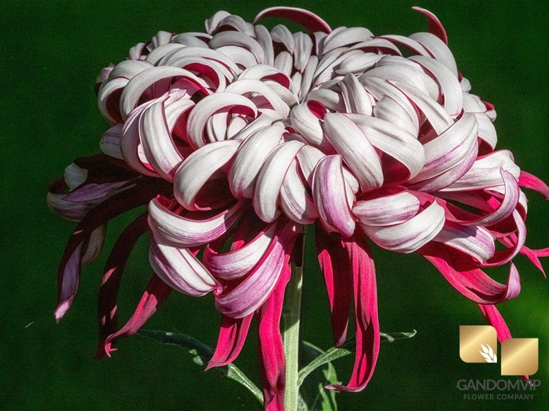 مدل های مختلف گل داوودی