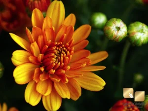 بررسی علل گل ندادن گل داوودی