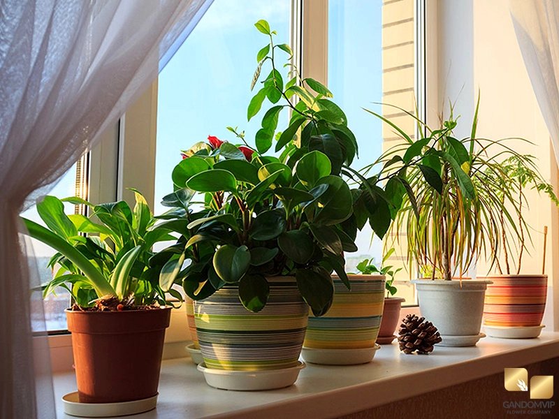 چرا گیاهان رشد نمی کنند؟ توقف رشد گیاهان