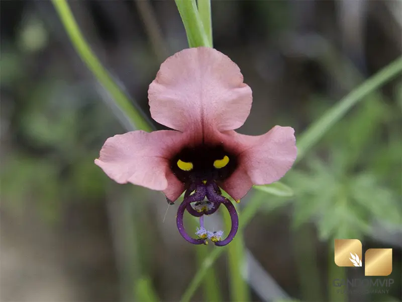 چه گل هایی سمی هستند