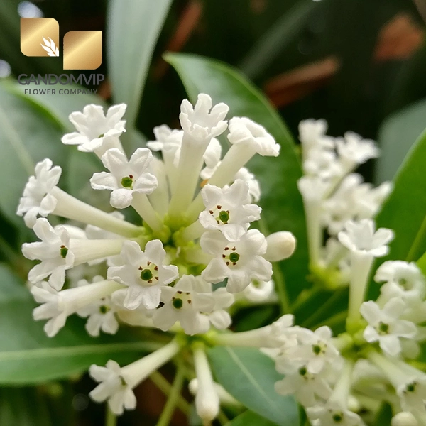 عکس گل محبوبه شب سفید