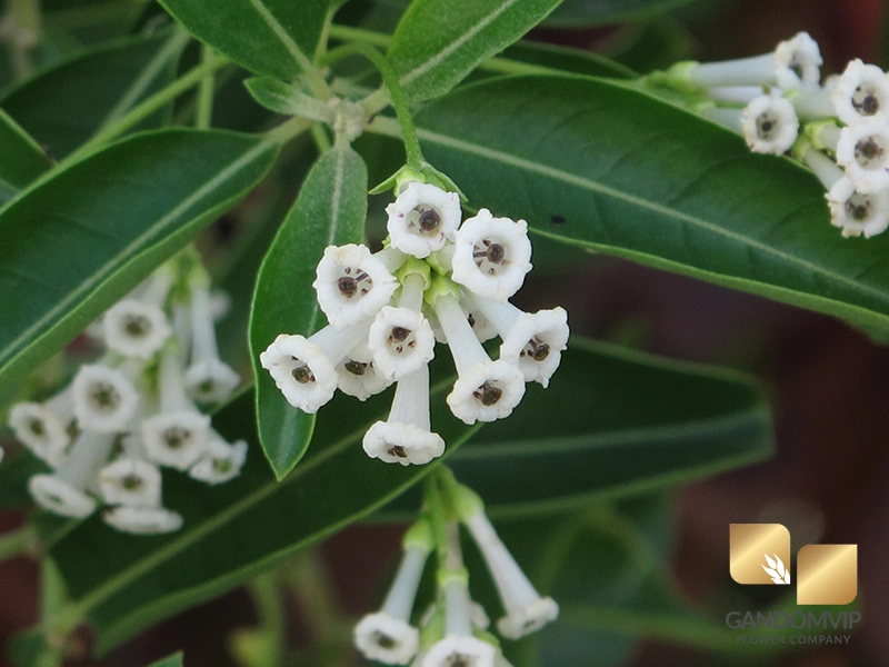گل محبوبه‌شب نماد عشق آرام