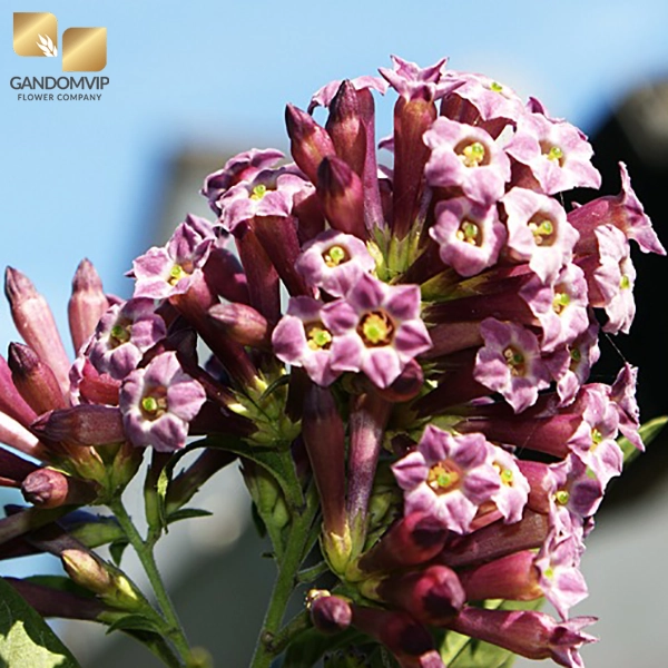 عکس گل محبوبه شب بنفش