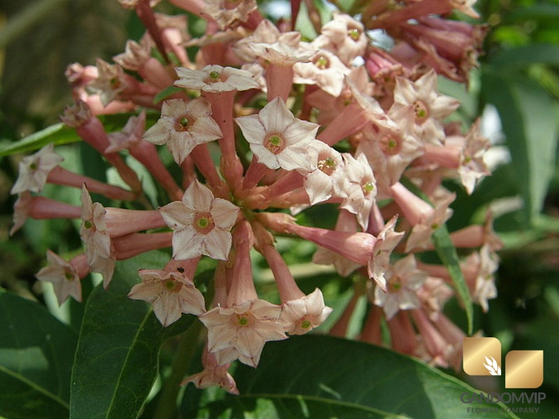 خواص گل محبوبه شب