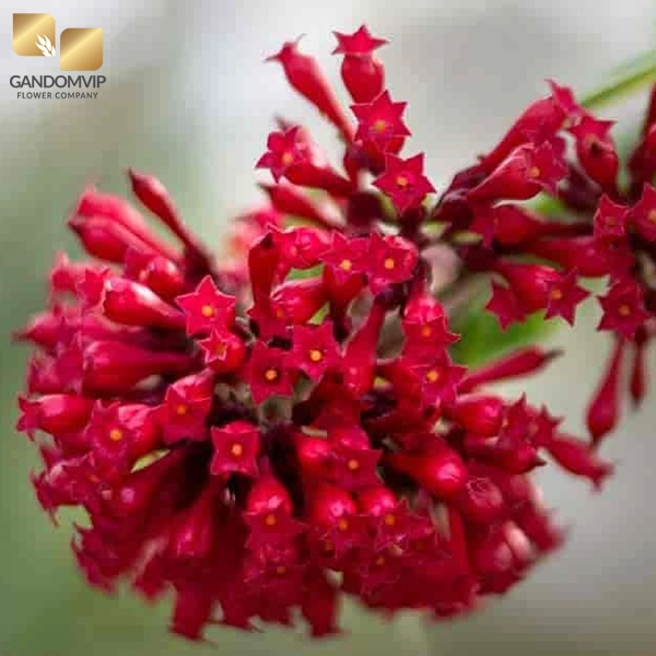 عکس گل محبوبه شب قرمز